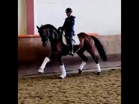 2010 small tour gelding www.sporthorses-online.com