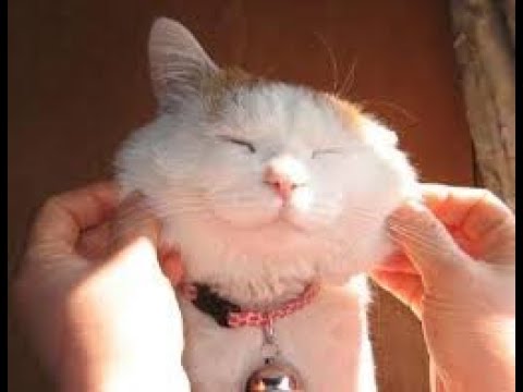 Funny Cat Scares Of Ordinary Things - Cute And Funny Cat Reactions - Funny Cat ^-^