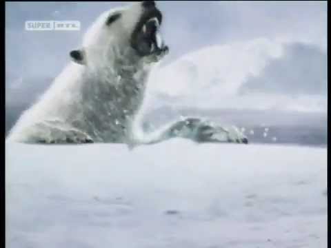 Duell der Tiere Eisbär vs Walross (Deutsch)