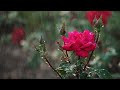 Beautiful Rose Picture Rain Rose Love