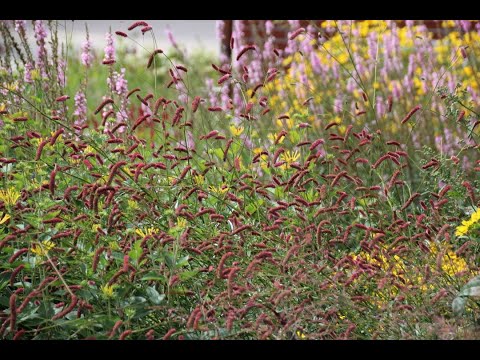 Sanguisorba 'Scapino' - Wiesenknopf
