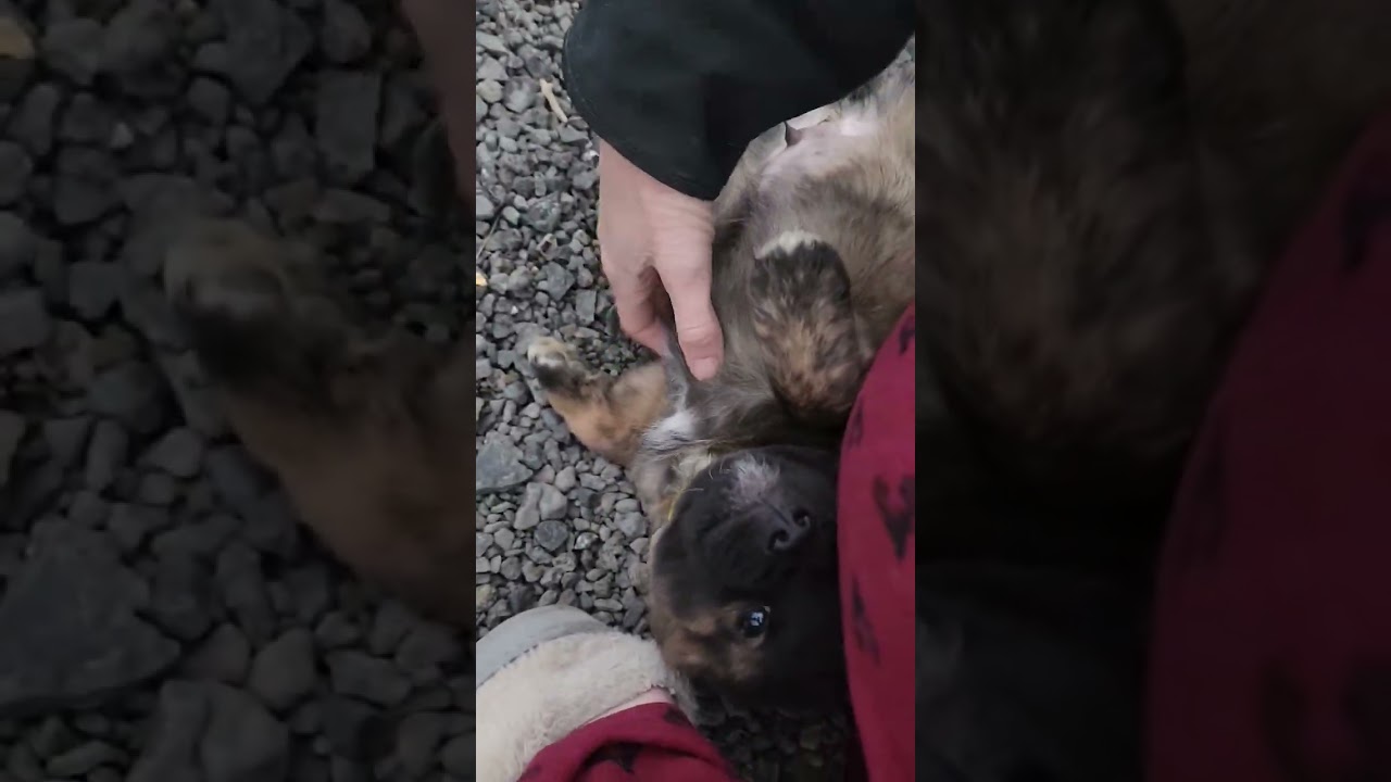 Laurel, a ADOPTABLE mixed breed in Spanaway, WA video 4/6