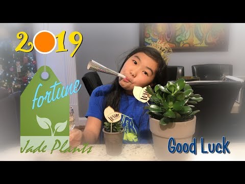 Jade (Crassula Ovata) - Good Luck Plant