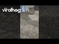 Mayflies Swarm Michigan Gas Station || ViralHog