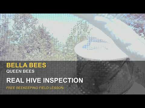 Bella Bees full hive inspection YouTube thumbnail