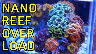 NANO REEF OVERLOAD!! Five Great Nano & Pico Reefs At Elite Reef