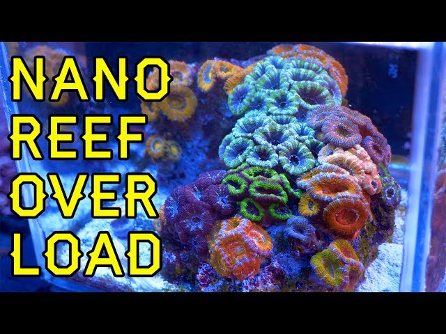 NANO REEF OVERLOAD!! Five Great Nano & Pico Reefs At Elite Reef