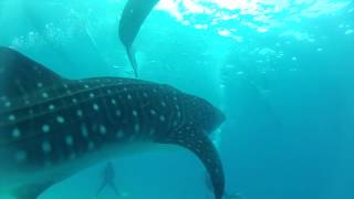 preview picture of video 'Diving with the Gentle Giants | The Whale Sharks of Oslob'