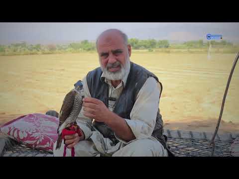 Hunting With Hawks | Sparrow hawk Expert | Introduction of Hawking and Falconry