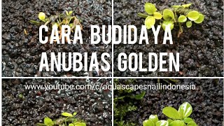 Download lagu How to cultivate or propagate Anubias Golden mp3