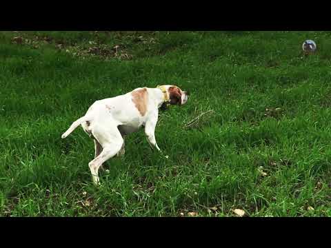 Chasse de la Caille au Chien Pointer - Quail Hunting