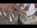 Belgium Horse Attacks Cat Bites Tail