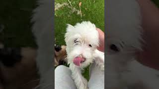 Video preview image #1 Maltese-Unknown Mix Puppy For Sale in Valrico, FL, USA