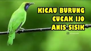 Download lagu KICAU BURUNG CUCAK IJO & ANIS SISIK | KICAUMEDAN88 mp3