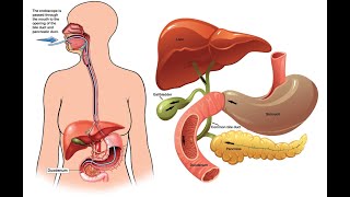 ERCP CPT code - simplify medical coding