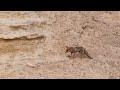 Clip from Episode Mountains