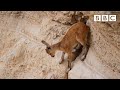 Baby Ibex Descends Mountains To Escape A Fox Planet Earth II Mountains BBC