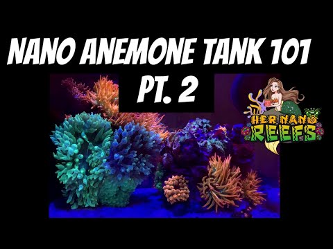 Nano Anemone Tank 101 Pt. 2