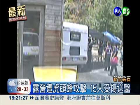 露營被螫丟石回擊 虎頭蜂傾巢出