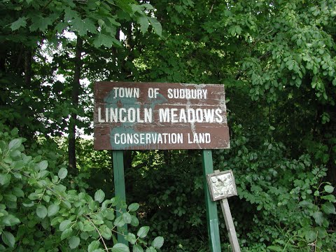 Sudbury Lincoln Meadows - Trail Hike (Conservation Land)