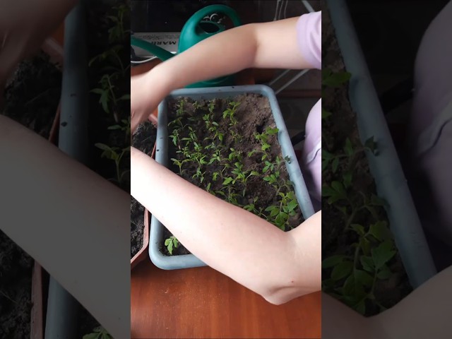 Youtube Video Youtube Video