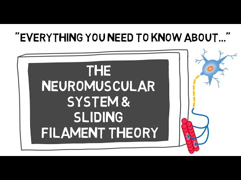 The Neuromuscular System & Sliding Filament Theory | Sport Science Hub: Physiology Fundamentals 2021