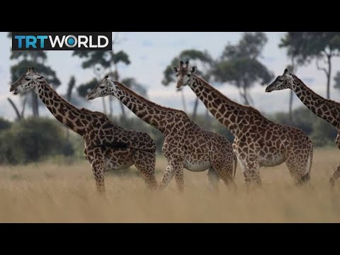 絶滅の危機に瀕したキリンアフリカの種は絶滅の脅威に直面している (Endangered Giraffes: Species in Africa face threat of extinction)