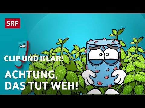 Warum brennen Brennnesseln? | SRF Kids – Clip und klar! | Für Kinder erklärt