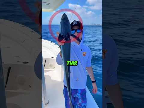 This fish CLINGS to the fishermen! #interestingfacts