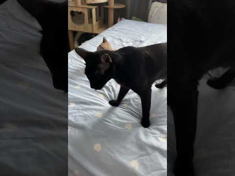 3 cats Marvel & Anya & Highway #cat #cats