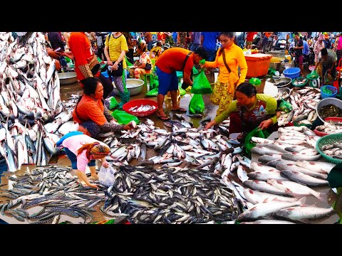Morning Daily Activities of Vendors & Buyer fish @ Prek Phnov - Cambodia Fish Market Video