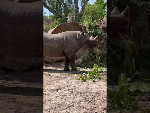 İndian Rhinoceros 🦏Enjoying his meal #13 Zoo Diergaarde Blijdorp🦒Since 1857 @blijdorpdierentuin