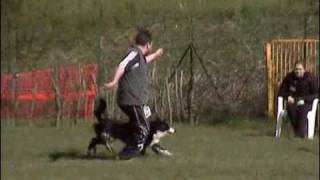 preview picture of video 'Agility Dog - Siggy - 04.04.2009 - Agility I° Grado - Settimo Torinese'
