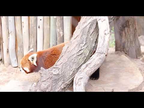 Angry Red Panda