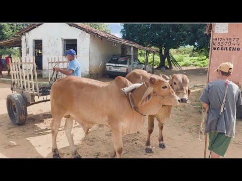 Feira do troca e do rolo xexeú de cima Estrela de Alagoas. AL. 14.06.2026 aos domingos. 