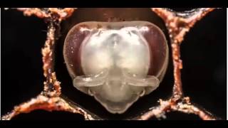 Sai come nascono le api? Evoluzione in un Minuto
