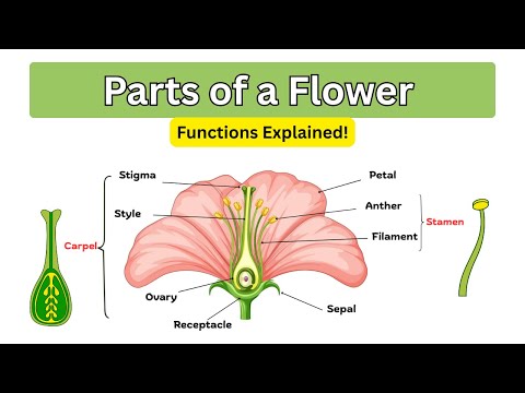 Parts of a Flower Explained 🌼| Functions of Petals, Sepals, Stamen & Pistil