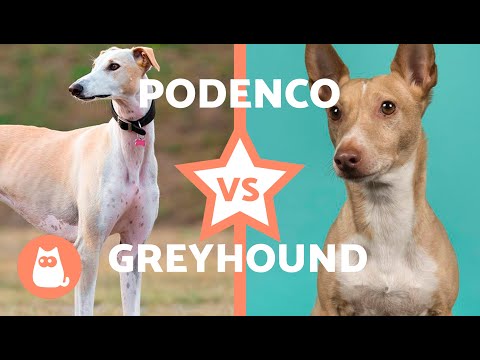 Differences Between the SPANISH GREYHOUND and PODENCO 🐶 (Characteristics, Care and Health)