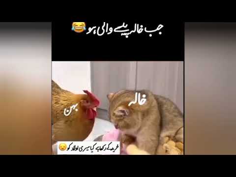 murghi ka bucha or uski khala//🐓🐔🐣🐤🐥🐥#viralvideo