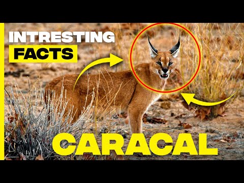 Discovering Caracals: Fascinating Facts About the Desert Lynx | Random Facts