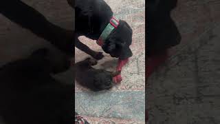 Rottweiler Puppies Videos