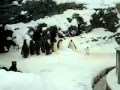 Бодрый пингвин танцует под музон 