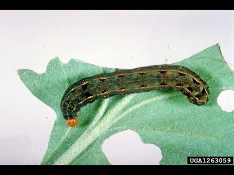 lagarta das vagens(Spodoptera eridania)