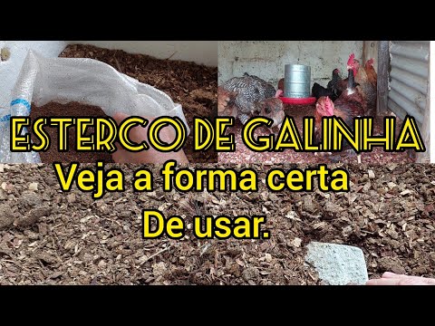 esterco de galinha, como usar nas plantas e como curtir o esterco.