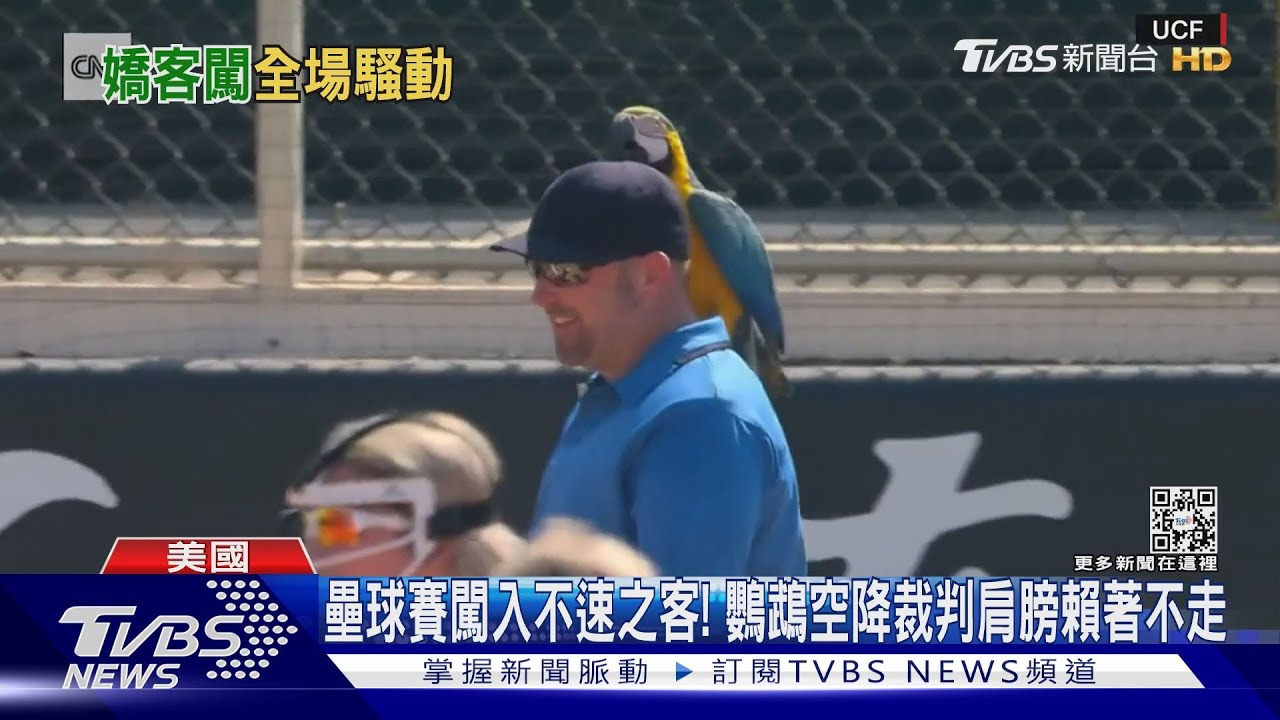 壘球賽闖入不速之客! 鸚鵡空降裁判肩膀賴著不走