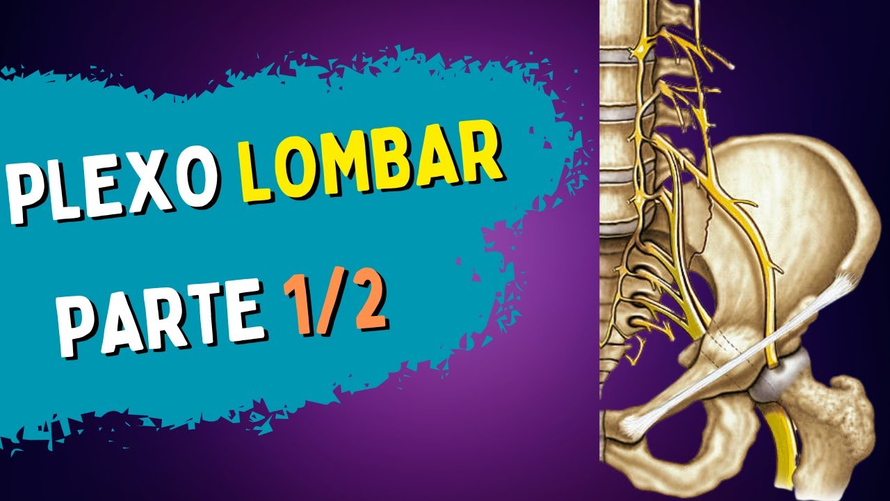 PLEXO LOMBAR / LOMBOSSACRAL | Parte 1/2