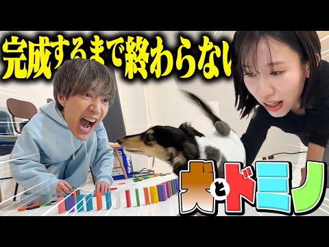 【精神崩壊】暴れん坊な犬のいる部屋でドミノを先に完成させる対決がカオスすぎた