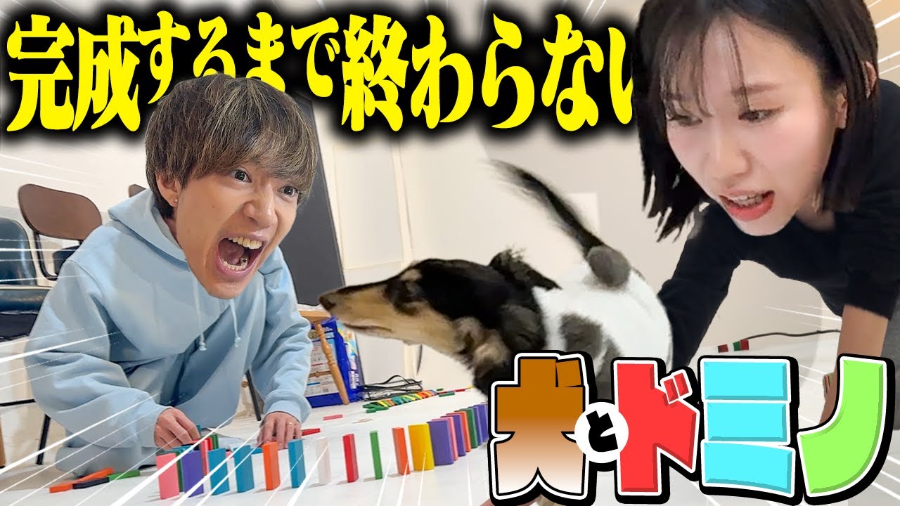 【精神崩壊】暴れん坊な犬のいる部屋でドミノを先に完成させる対決がカオスすぎた