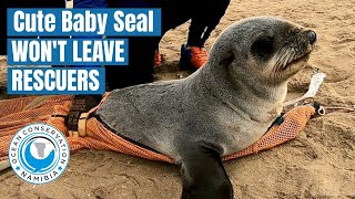 Cute Baby Seal Won&#39;t leave His Rescuers!