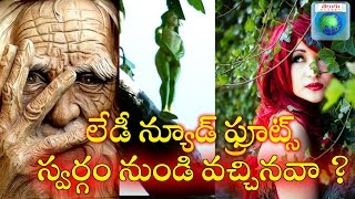 Girls shaped nude fruits and flowers , World's wonderful trees . ( Narilatha flowers in Himalayas )